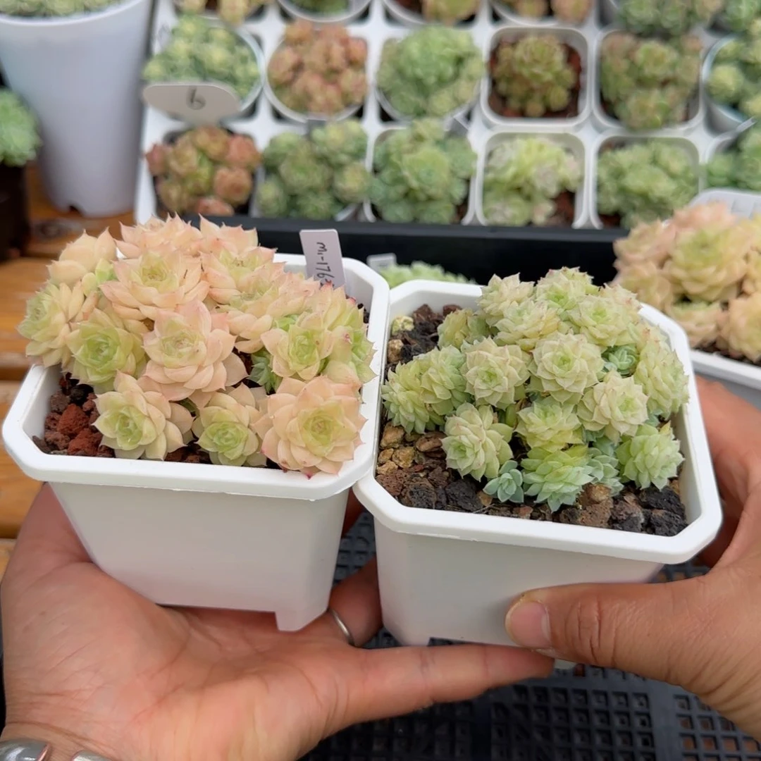 ᴠ****?【闪购商品】1111-71两颗