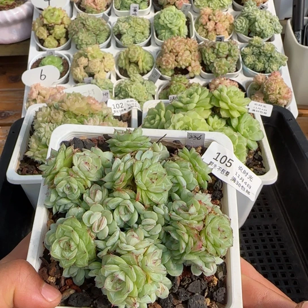 【闪购商品】1104-105女王母本