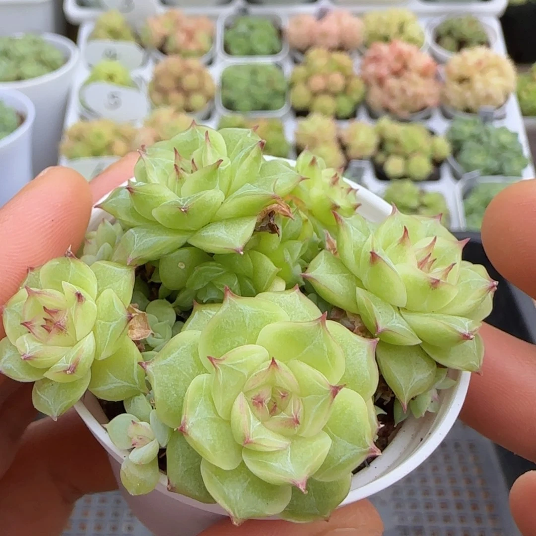 【闪购商品】1005-63花朵麦杆