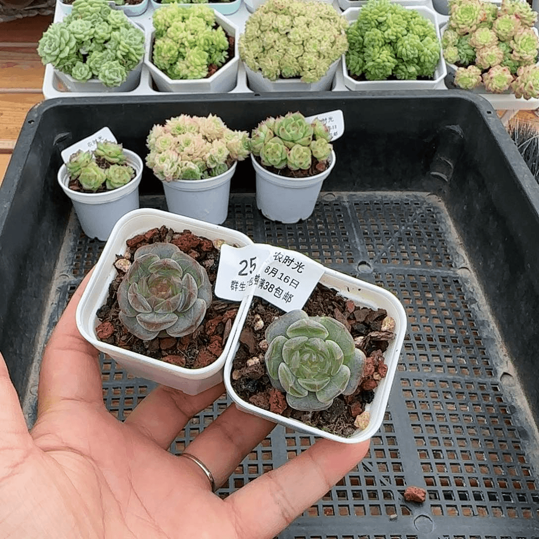 【闪购商品】0816-25白恋福利