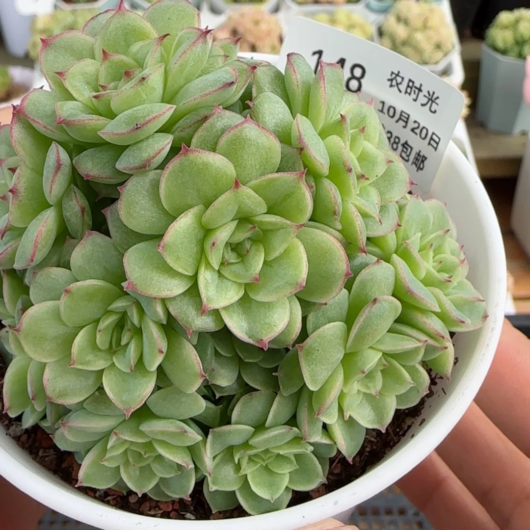 闪购-1020-148m1-375