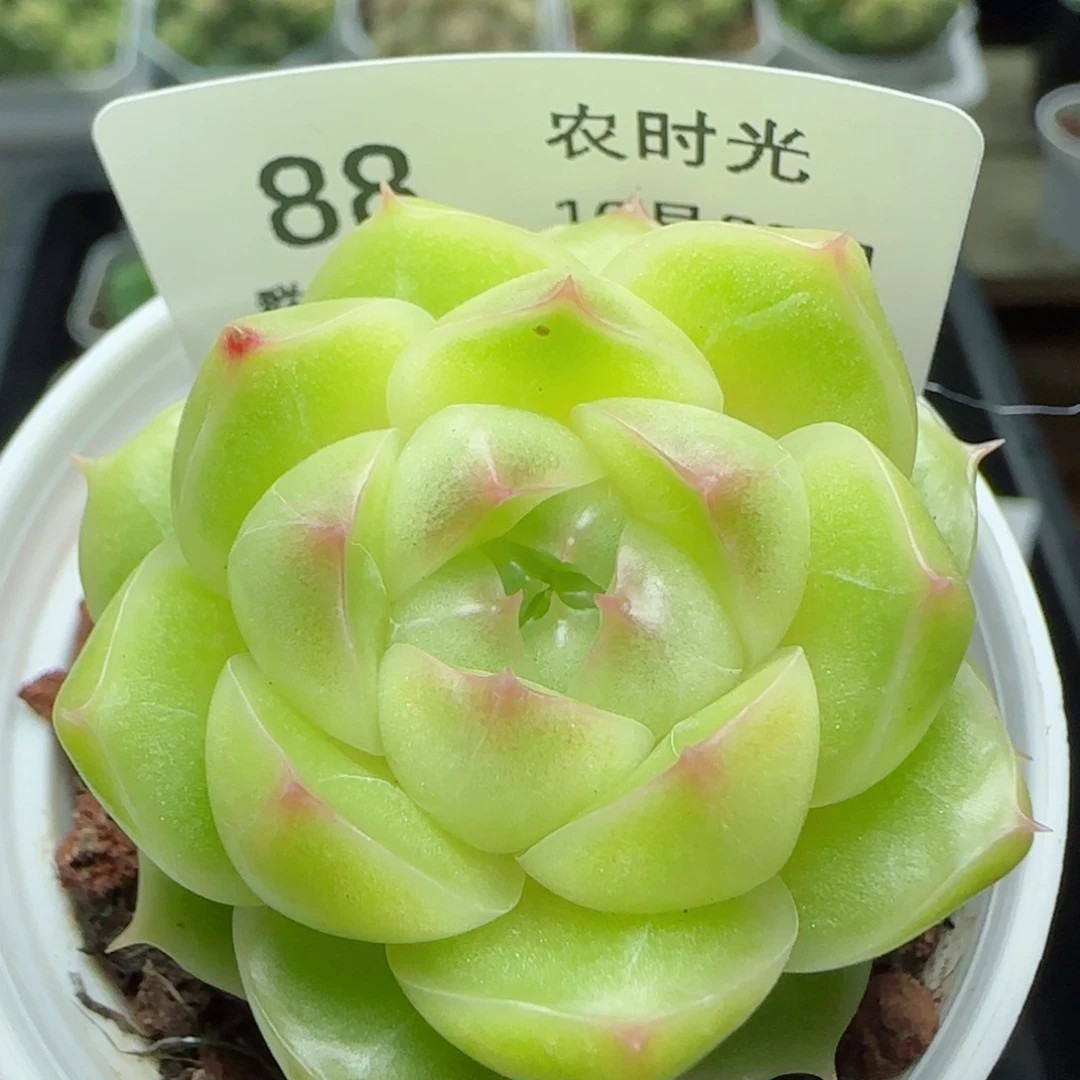 1030-88包子麦秆