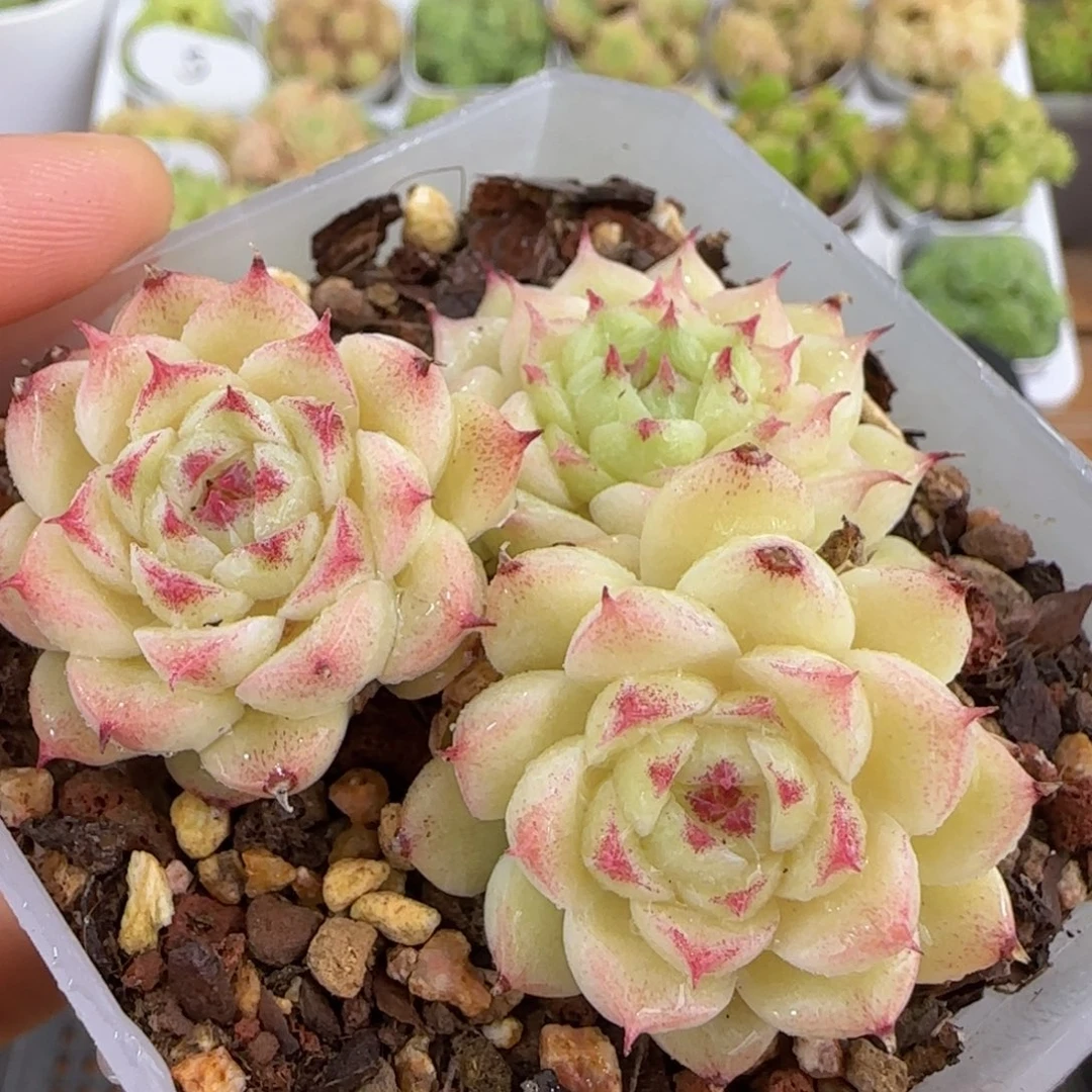 【闪购商品】1007-86小魔仙