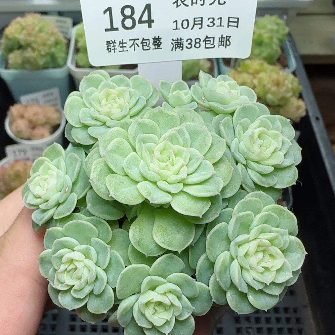 1031-184（FM-173）