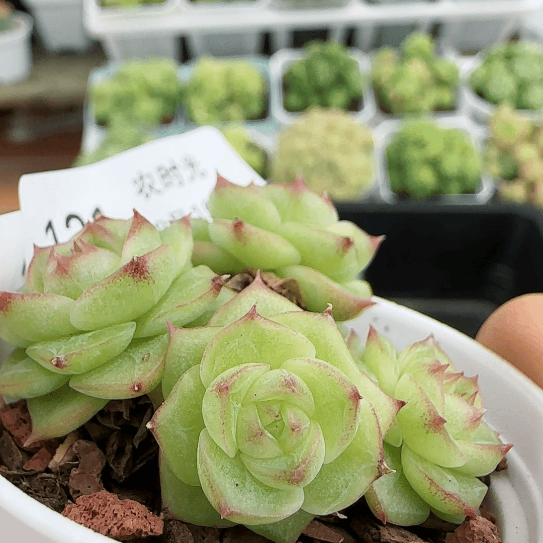 【闪购商品】0816-131山茶花麦杆