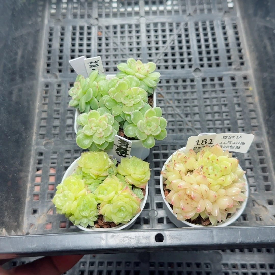 1110-181麦秆三颗