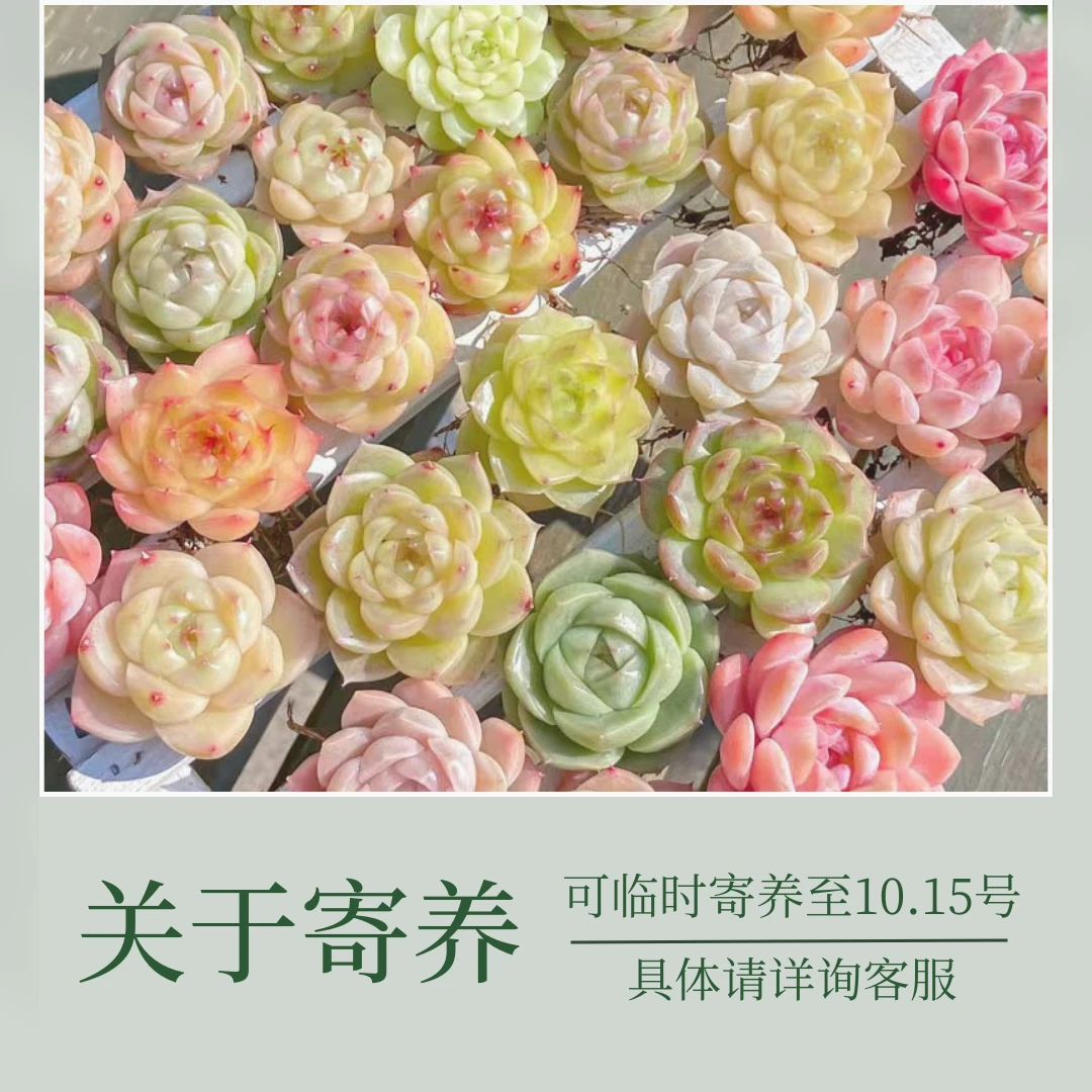 花陌派  多肉植物 关于寄养