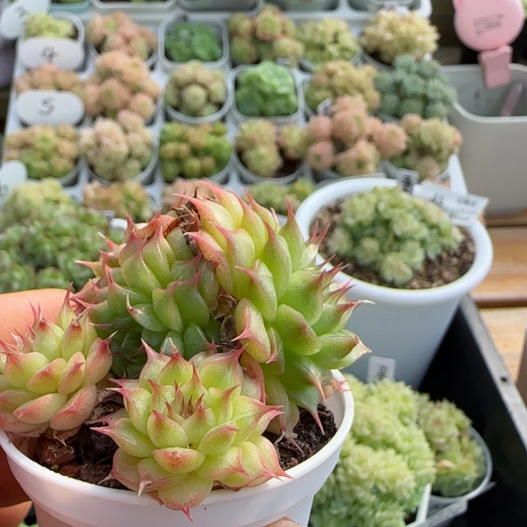 1****）[闪购商品]1018-56海王