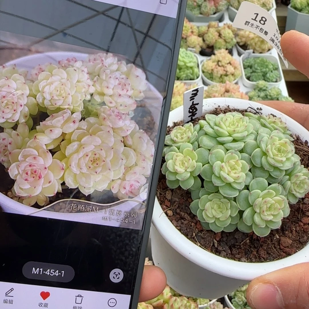 【闪购商品】1020-18（m1-454-1）