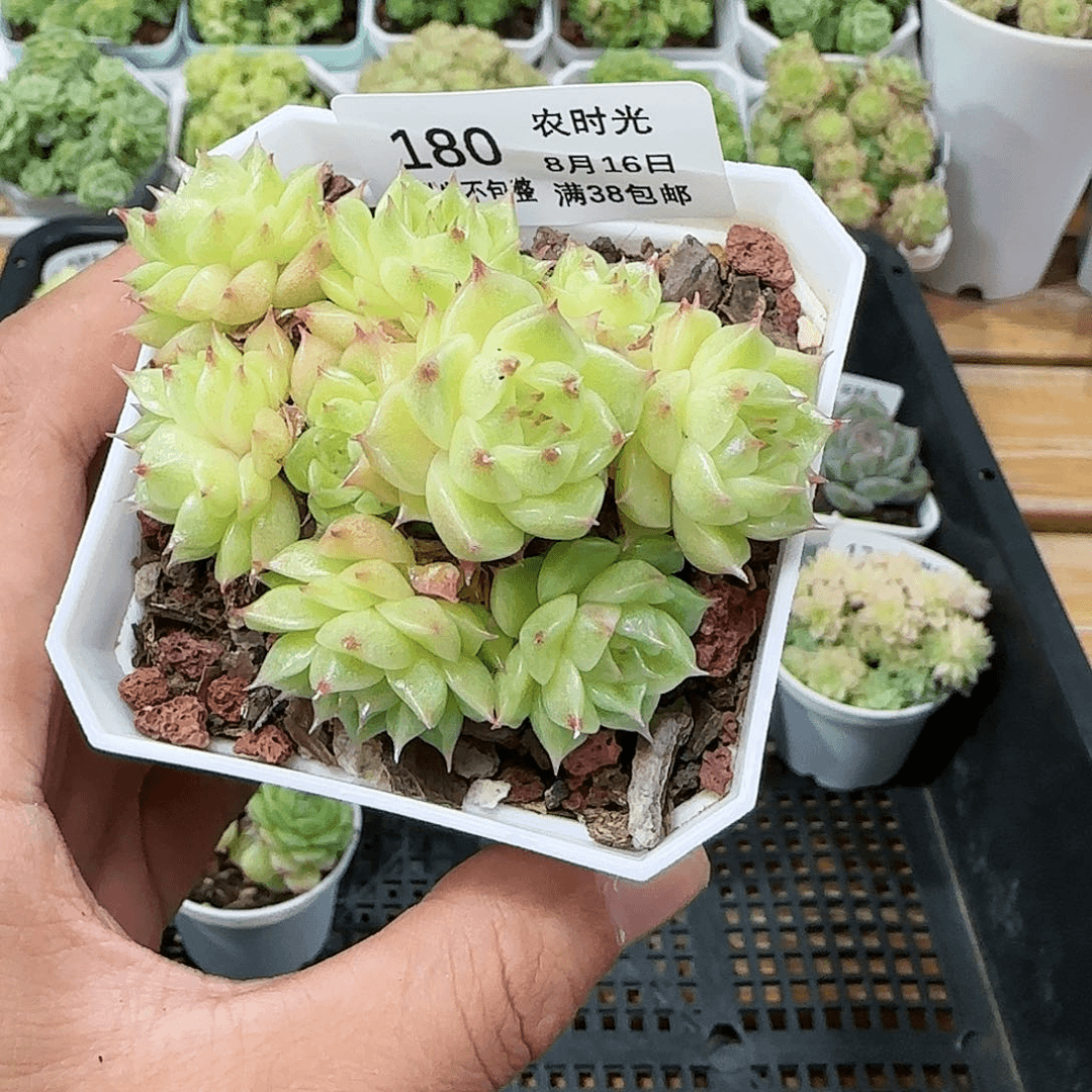 【闪购商品】0816-180麦杆