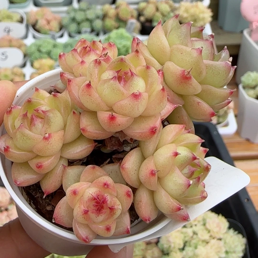 【闪购商品】1021-108散