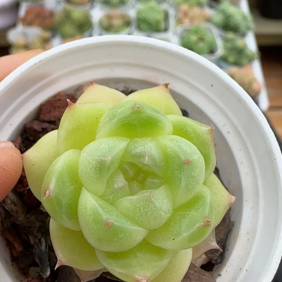 【闪购商品】1101-30包子麦杆