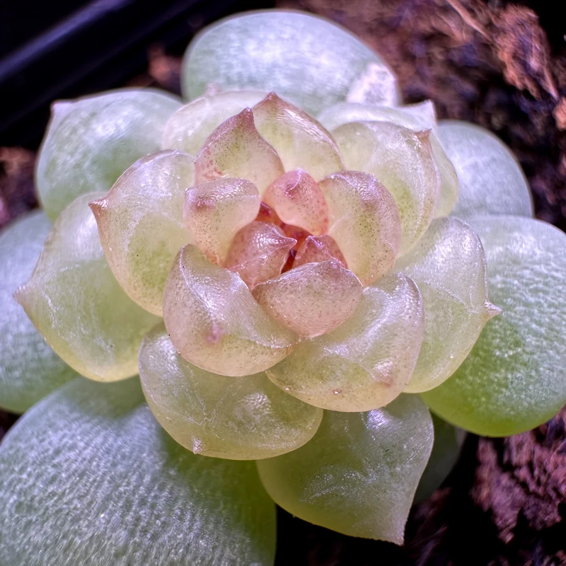 花陌派 编号71-75多肉植物  一物一拍 讲解请点封面图