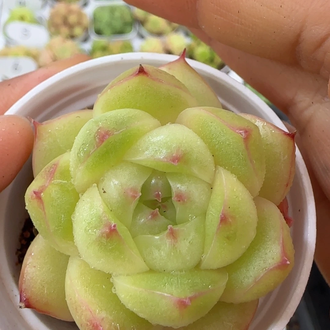 【闪购商品】1007-75包子麦杆