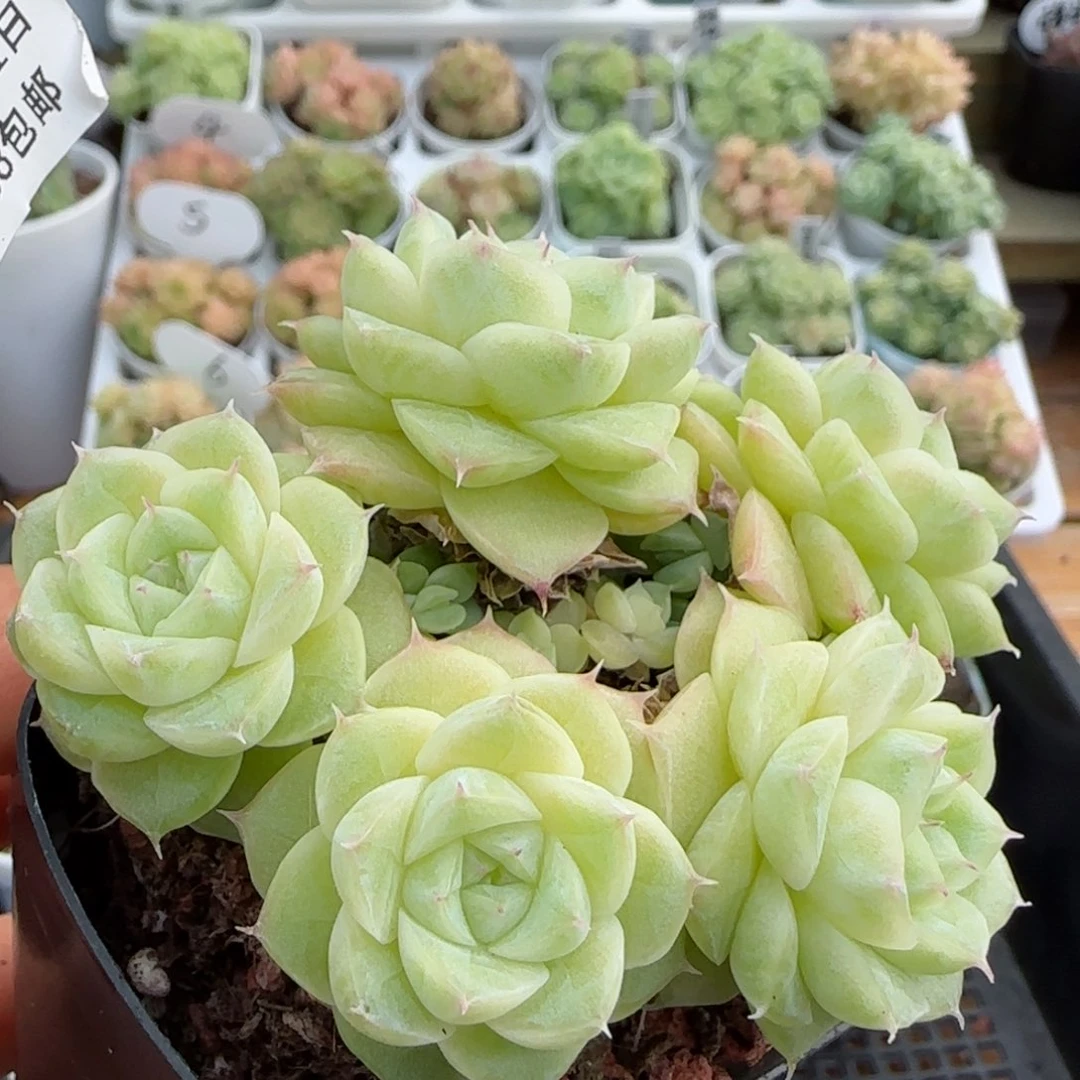 【闪购商品】1031-10山茶花麦杆