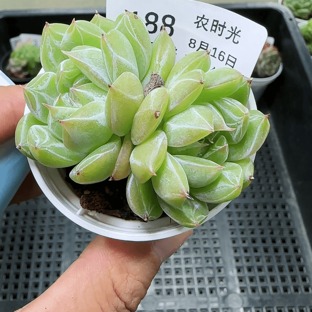 【闪购商品】0816-188雪花珍妮