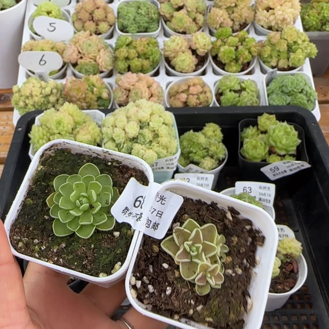 【闪购商品】1007-68两颗