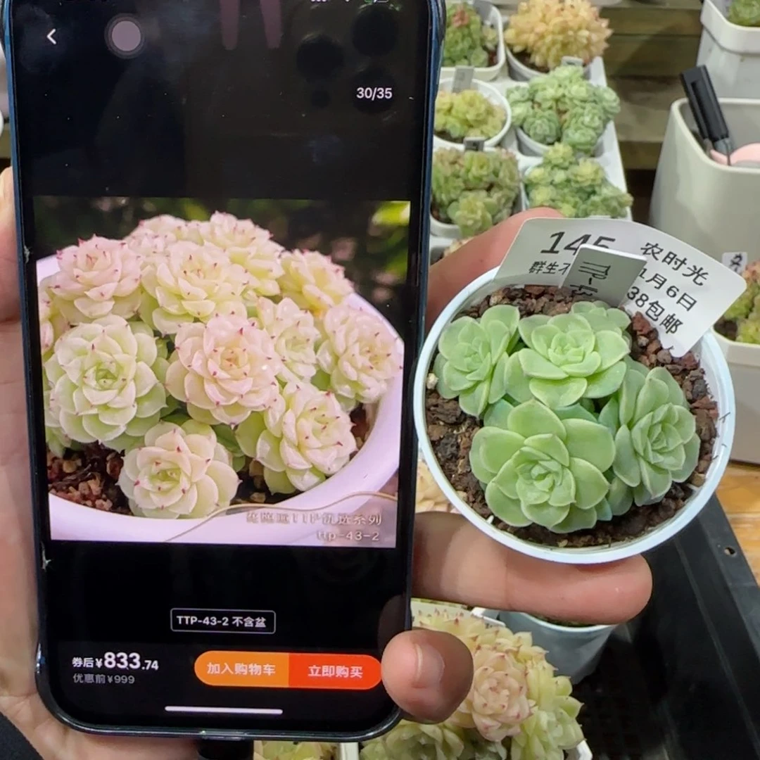 【闪购商品】1106-145（ttp-43-2）