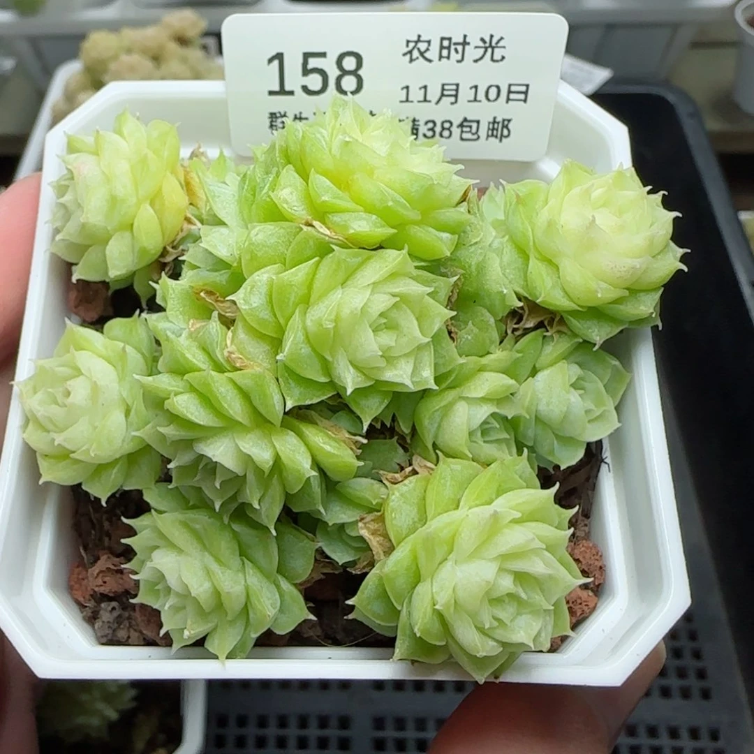 1110-158优选麦秆