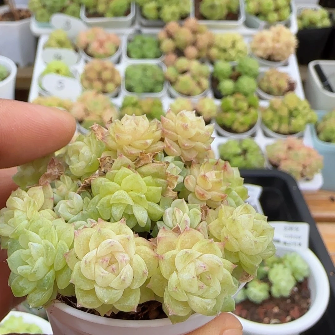 【闪购商品】1008-14花朵麦杆