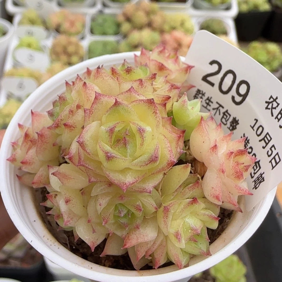 【闪购商品】1005-209麦杆