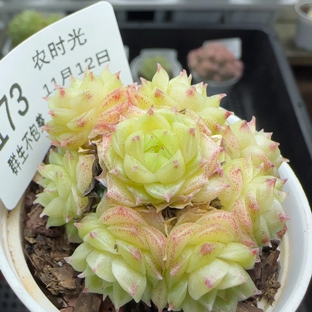 1112-173小脸麦秆