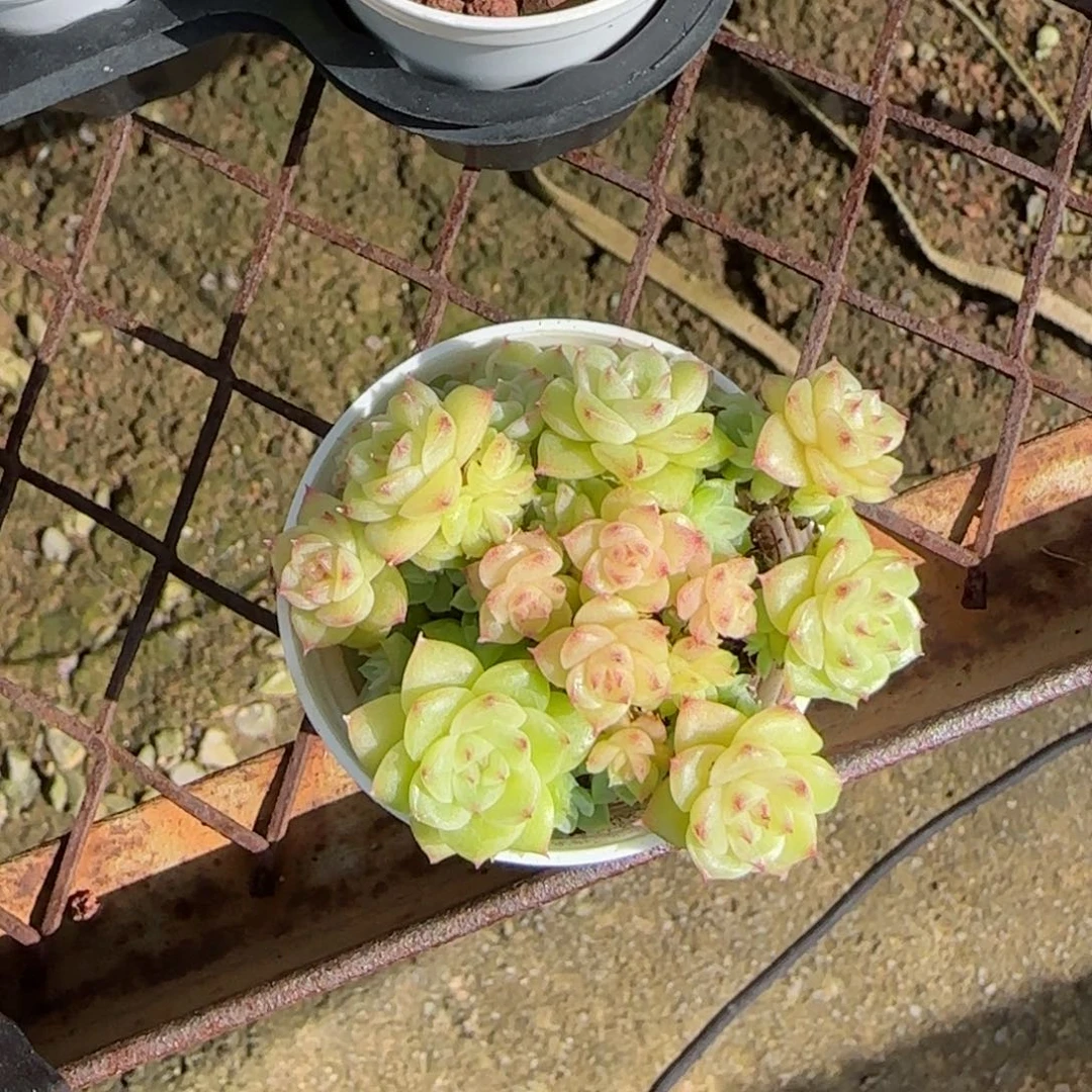 【闪购商品】1026-64花朵麦杆