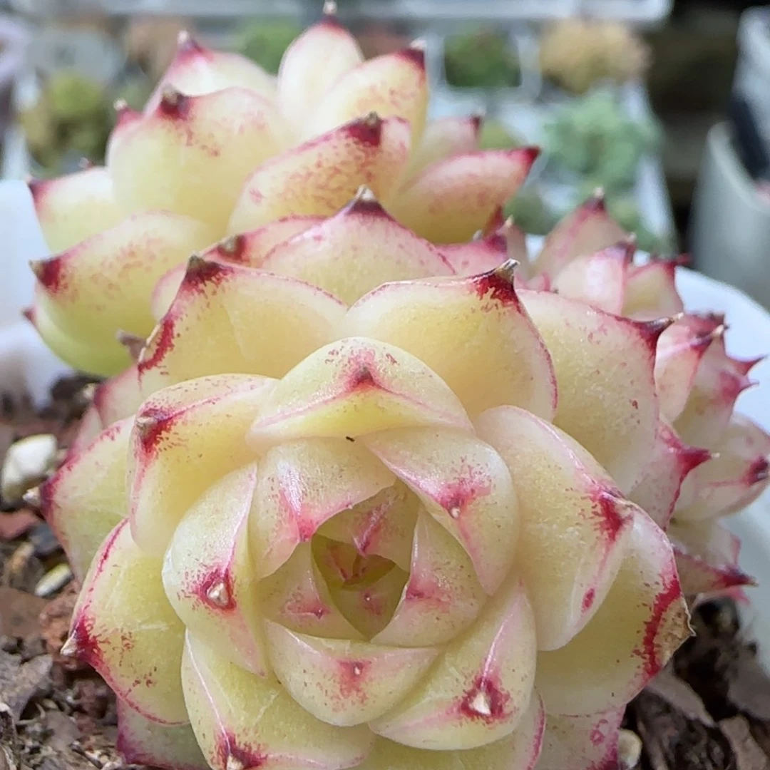 【闪购商品】1106-162麦杆