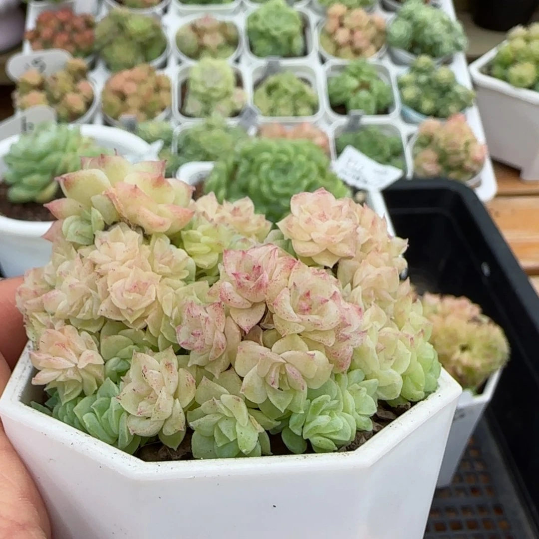 农****田【闪购商品】1101-118