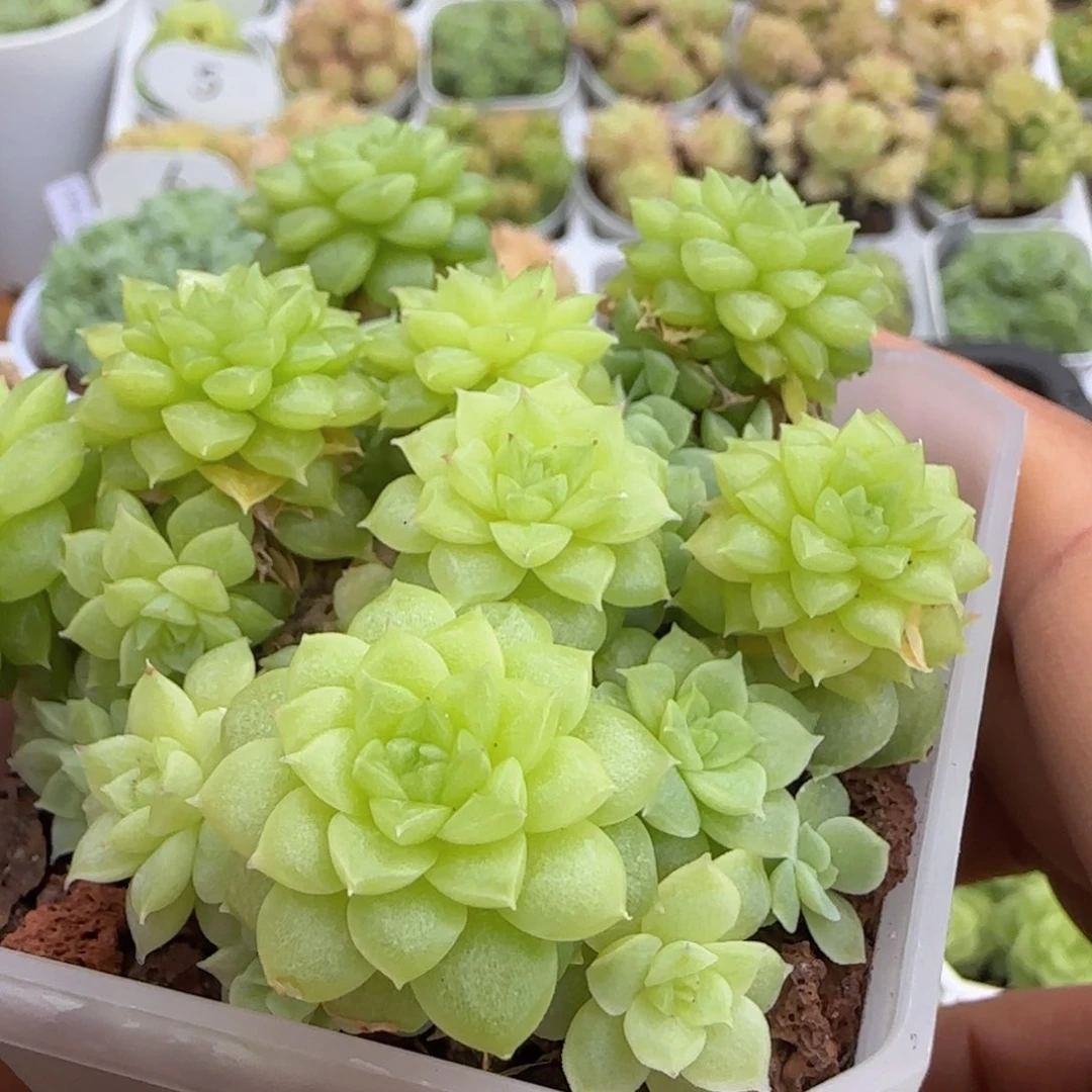 【闪购商品】1006-86优选麦杆