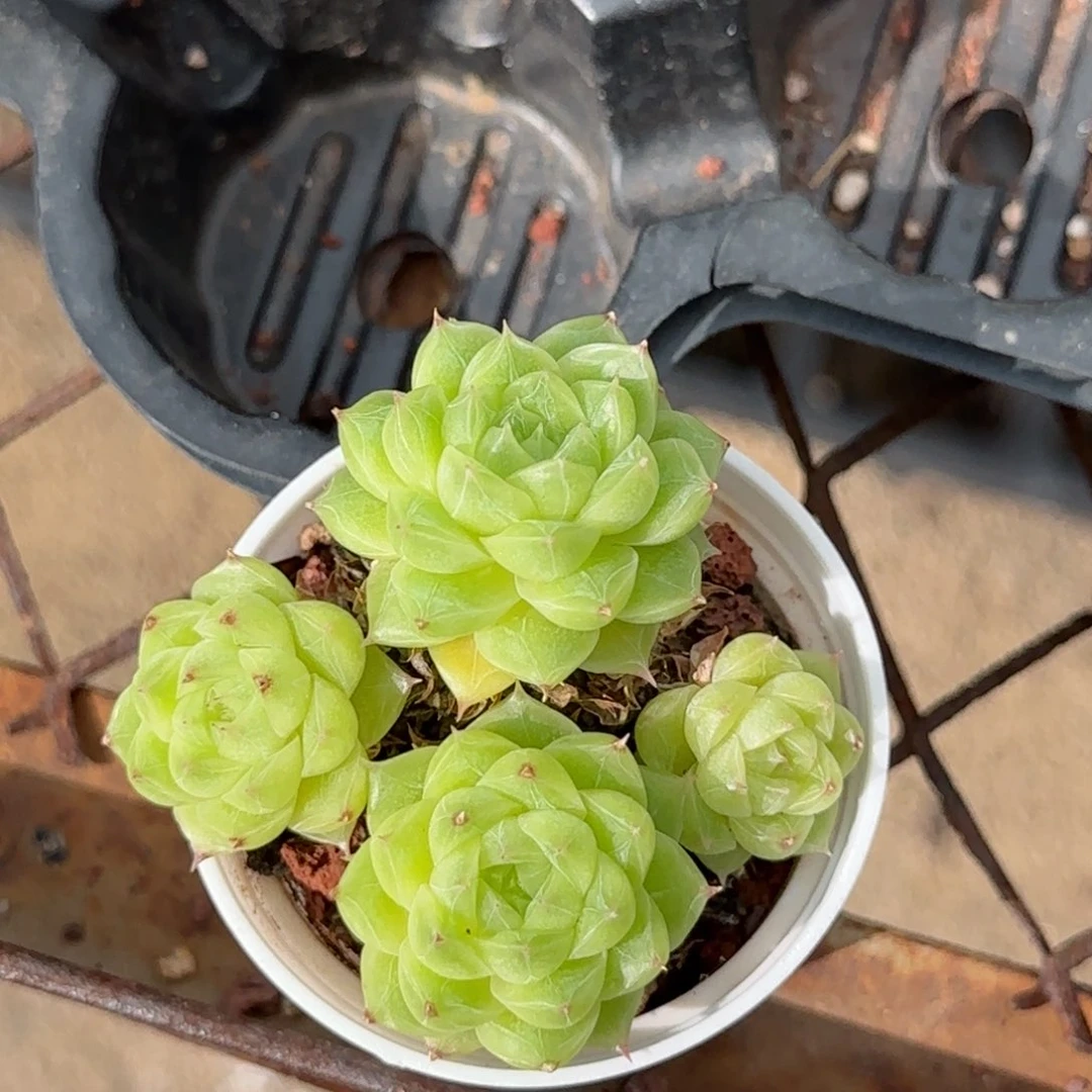 小*友【闪购商品】1020-71专拍