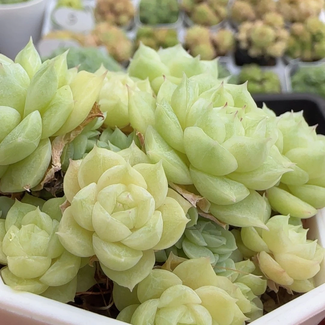 【闪购商品】1006-72包子优选麦杆