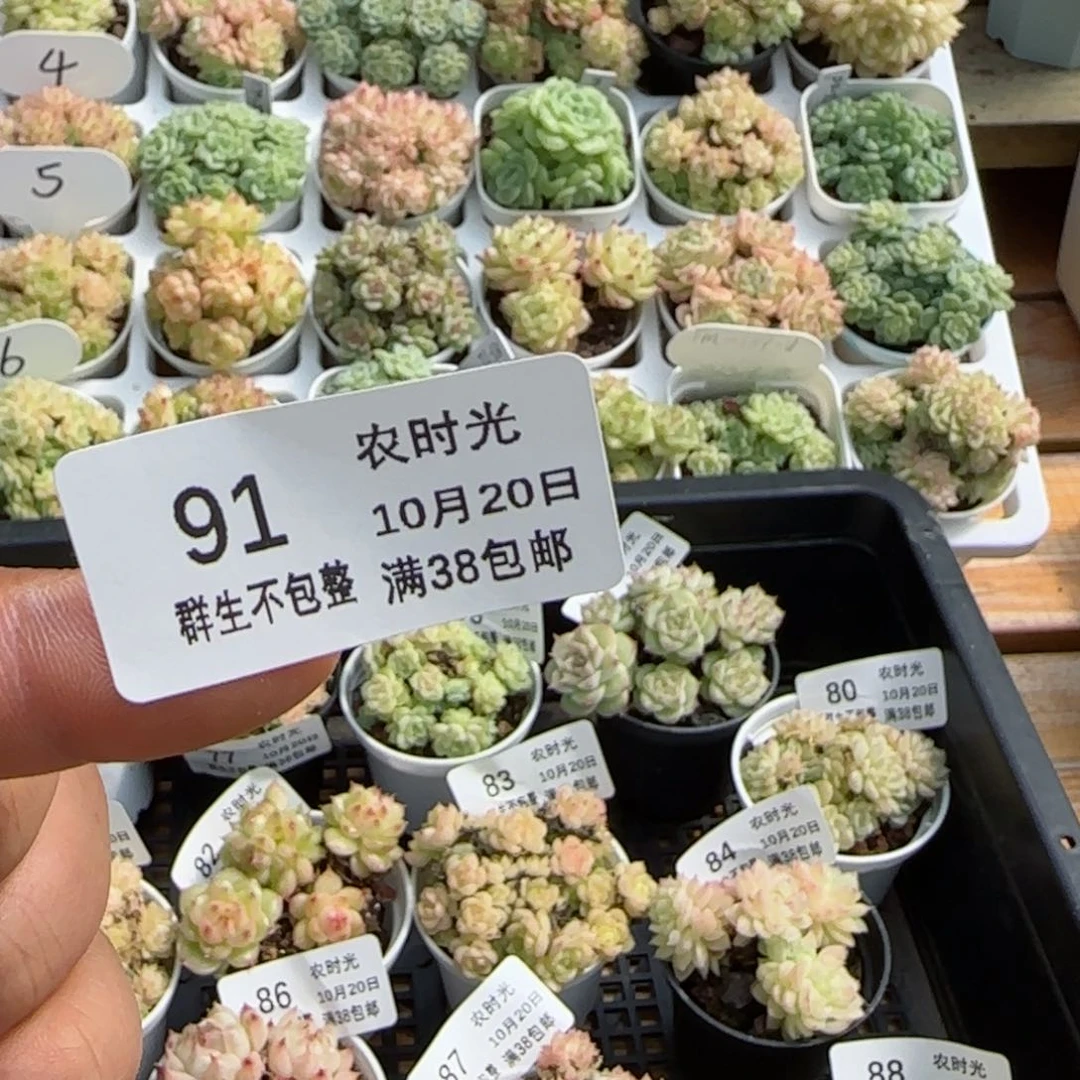 S***N【闪购商品】1020-91打包