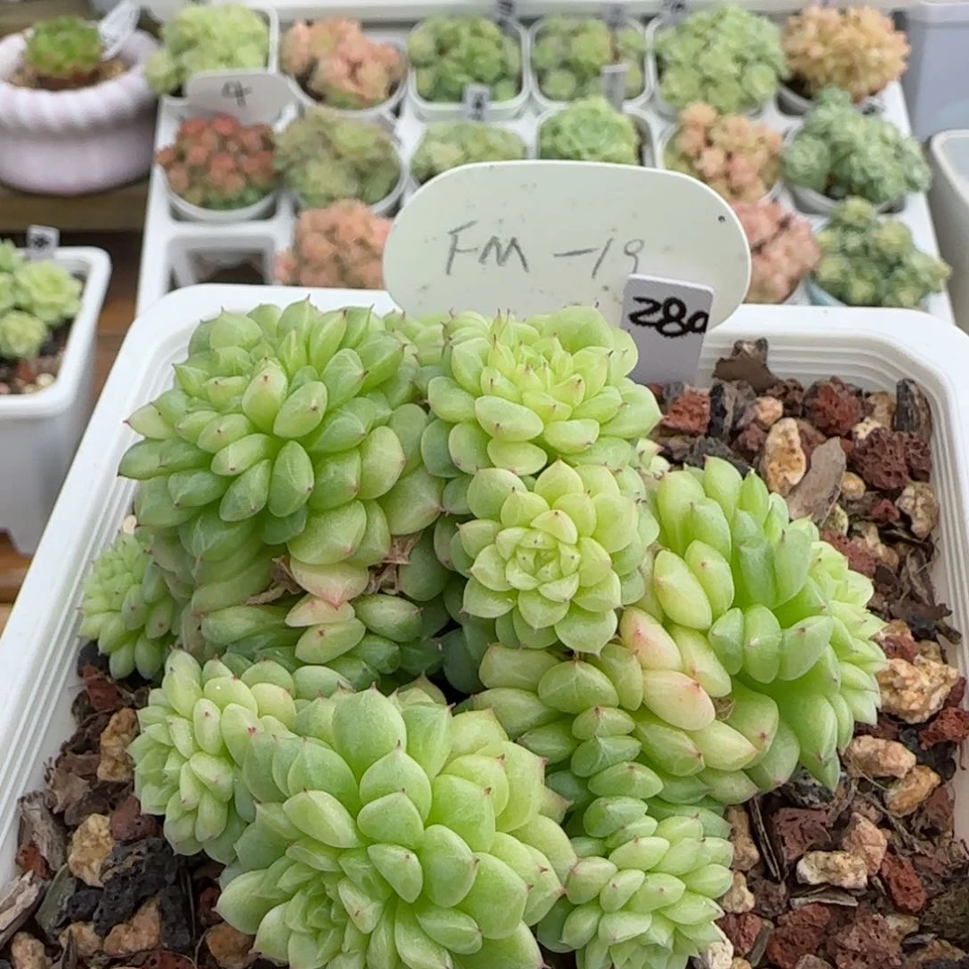 【闪购商品】1102-88（fm-19）