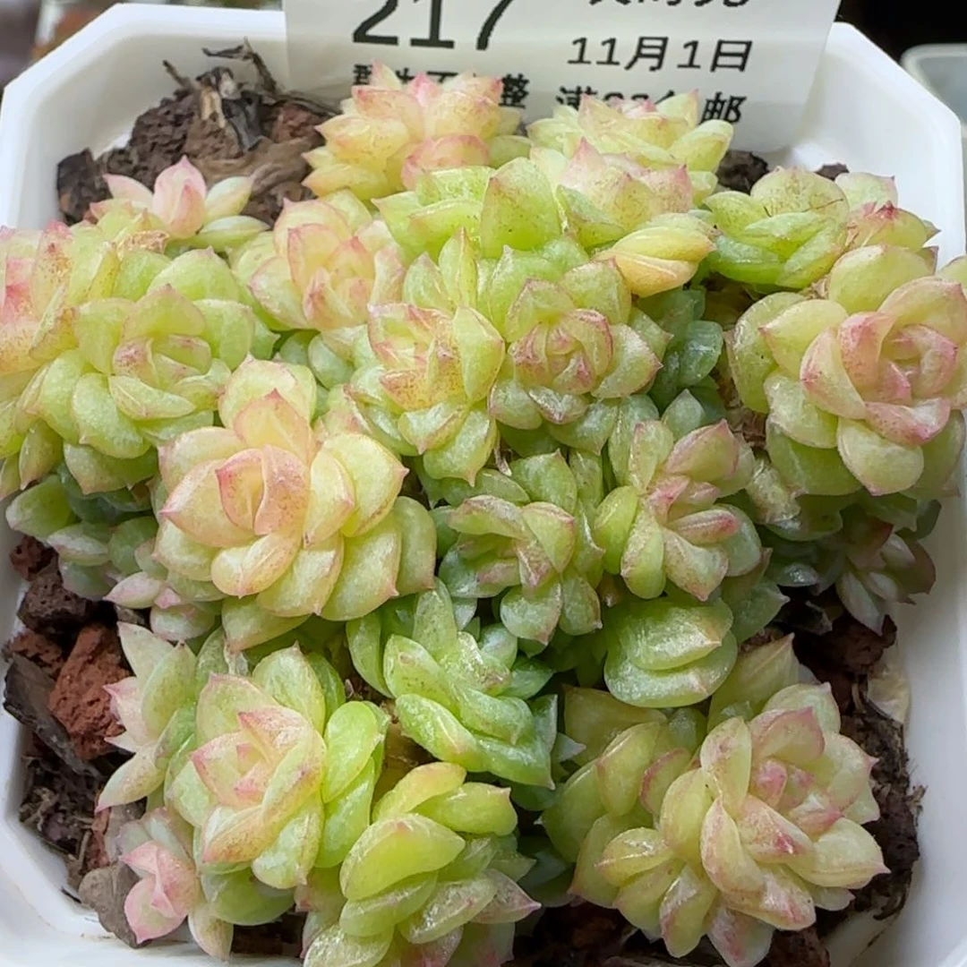 【闪购商品】1101-217麦杆