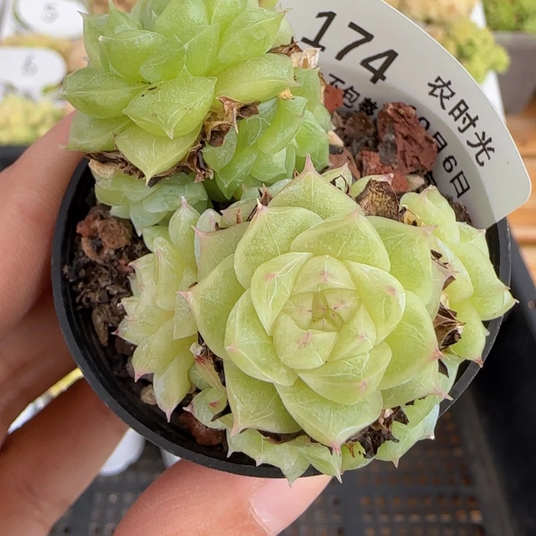 【闪购商品】1006-174麦杆（散）