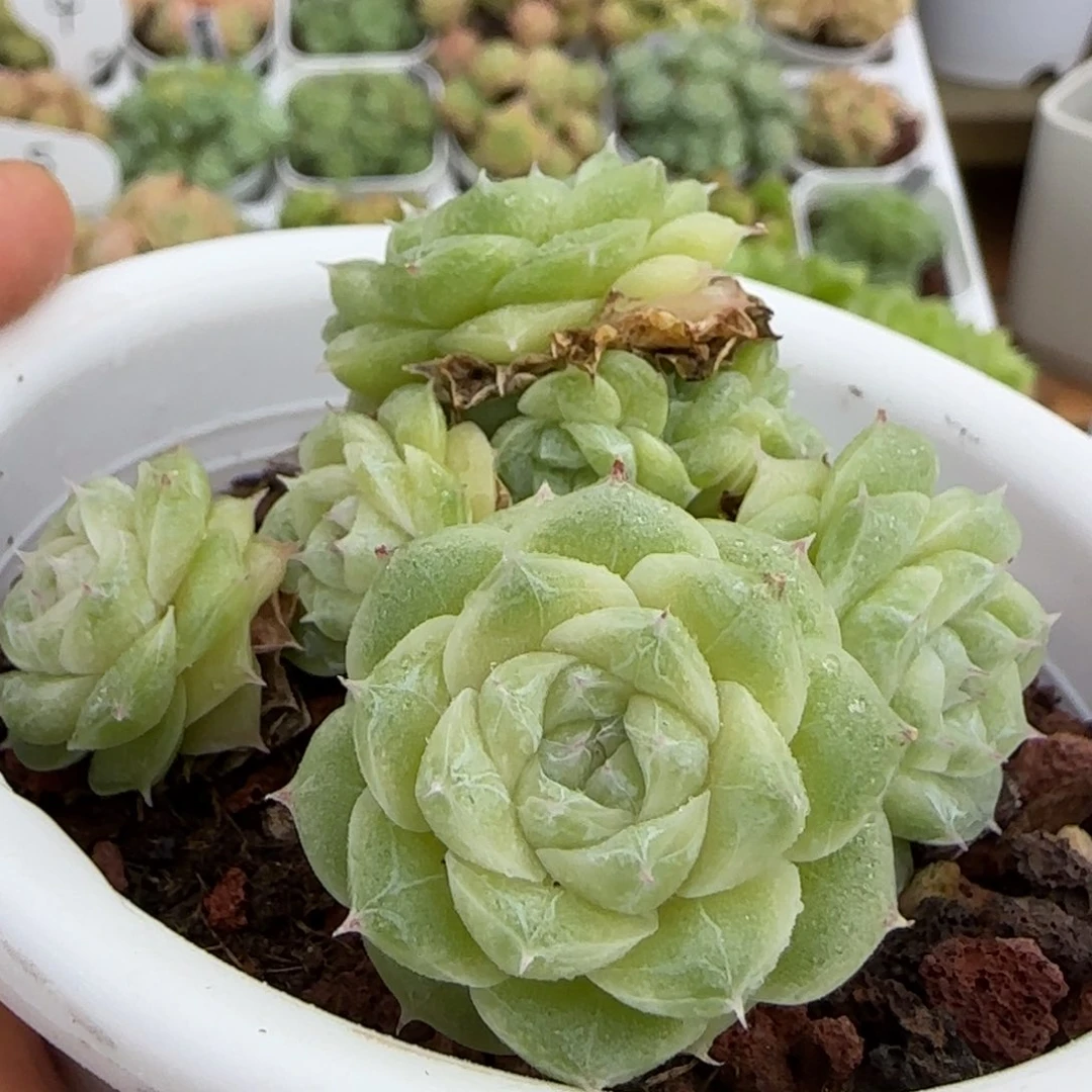 【闪购商品】1010-94（不包整