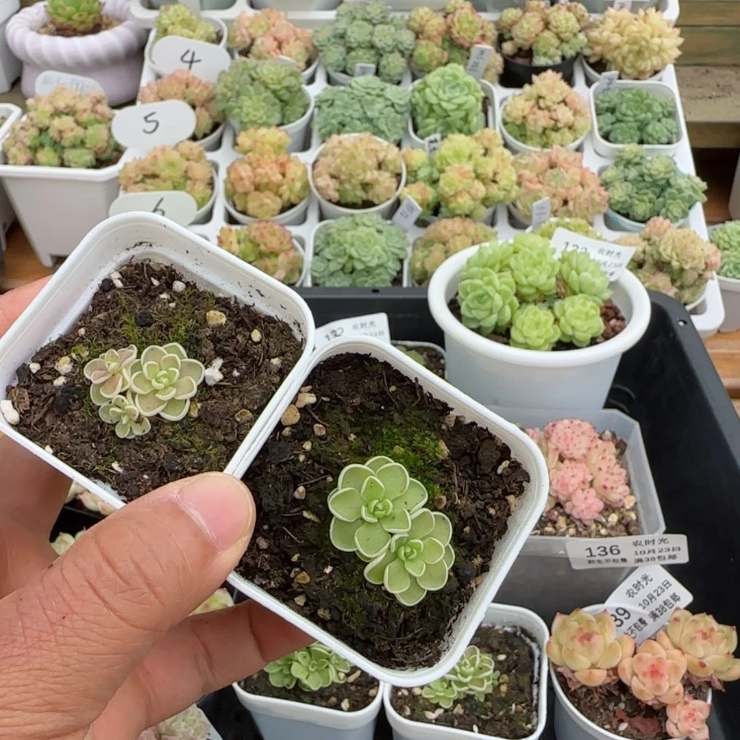 慕*白【闪购商品】1023-141两颗