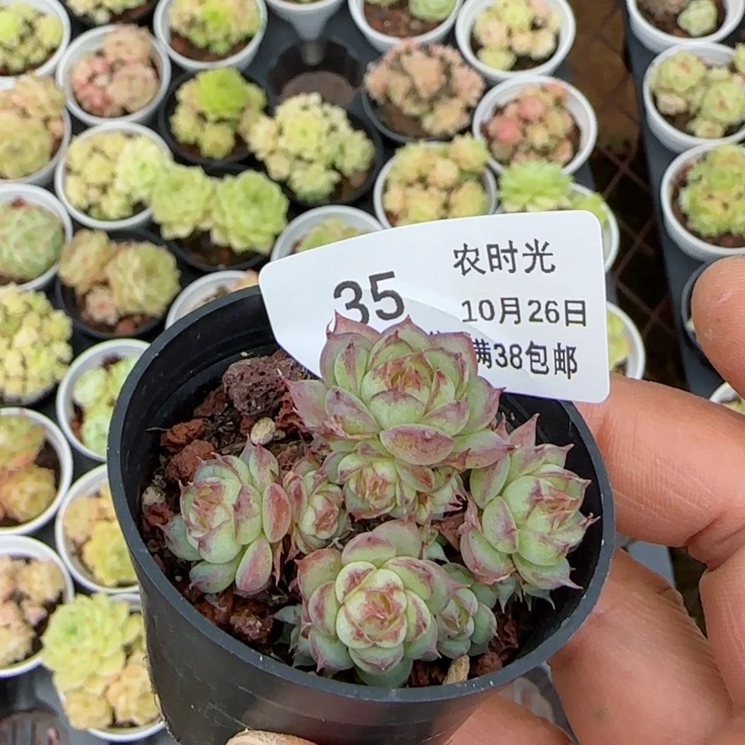 【闪购商品】1026-36虞姬