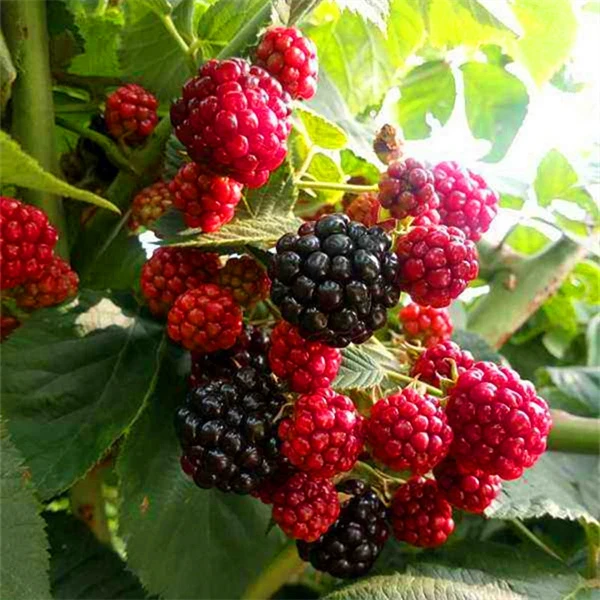 双季树莓苗覆盆子树苗盆栽地栽黑树莓红树莓苗南方北方种植果树苗