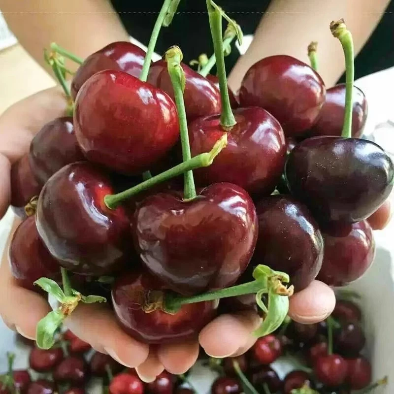 车厘子树苗樱桃树苖南北方种植盆栽庭院果树矮化大樱桃苗