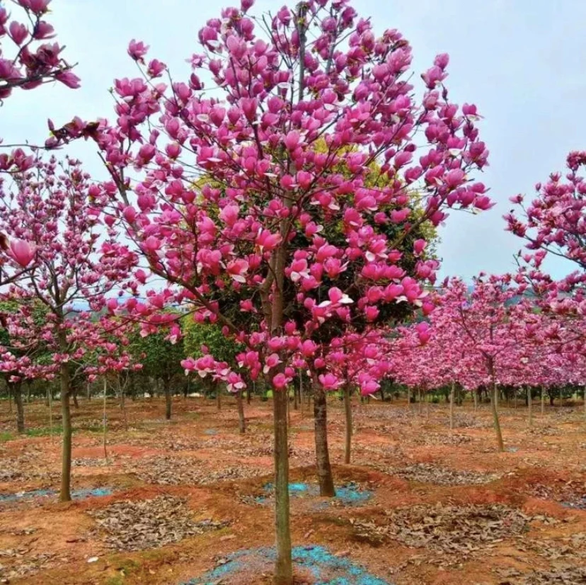 紫玉兰花树苗带花苞盆栽花卉庭院地栽开花植物室外四季开花绿化苗