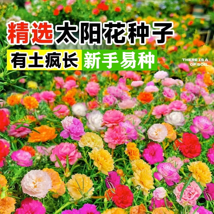 重瓣太阳花种孑小雏菊花种籽子室内外观花卉植物花籽四季播种开花