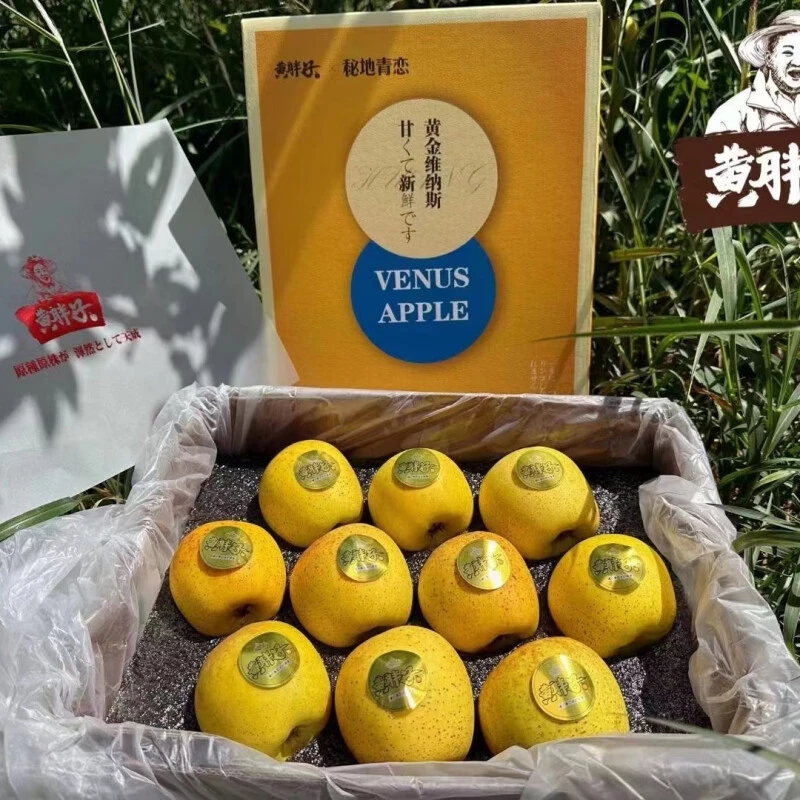 【发顺丰】黄胖子黄金维纳斯金斑苹果4.7-5斤礼盒装青苹果黄苹果