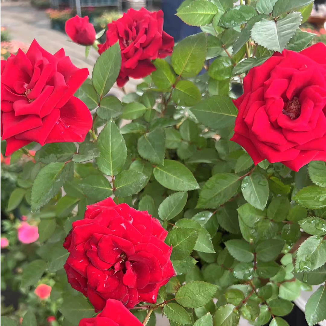 月季红丝绒带盆带花苞发货/2加仑
