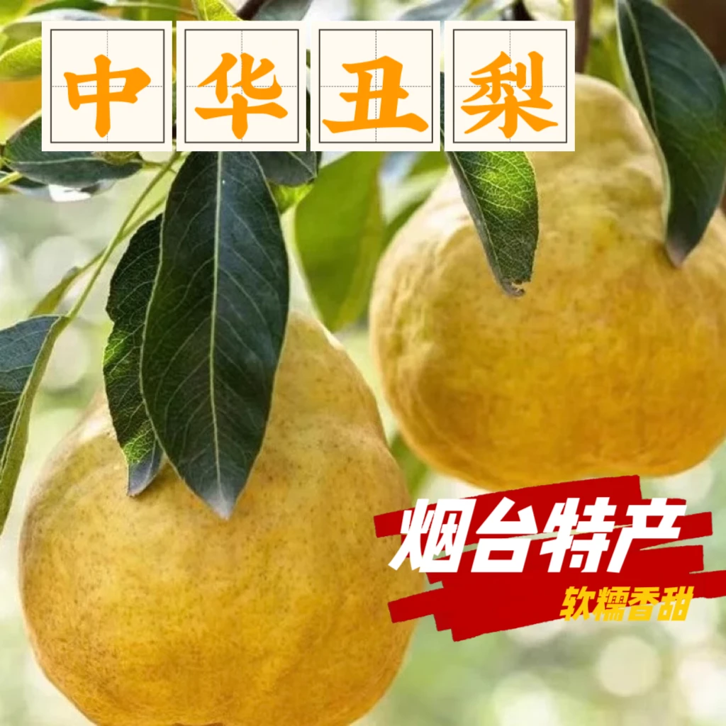 【中华丑梨】烟台特产软糯香甜新鲜包邮