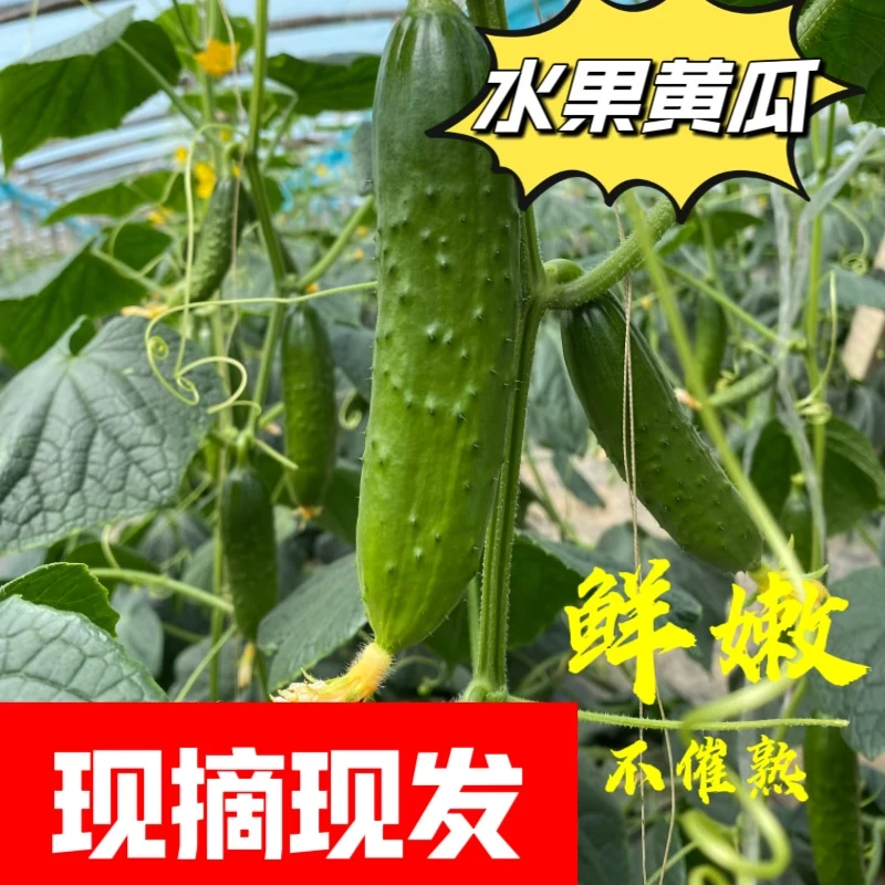 山东鲜嫩小黄瓜现摘现发产地直发