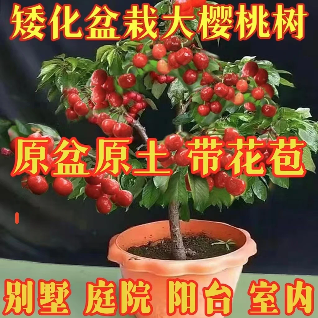 原盆原土 带花苞 车厘子树 盆栽地栽均可种植 送3袋肥料