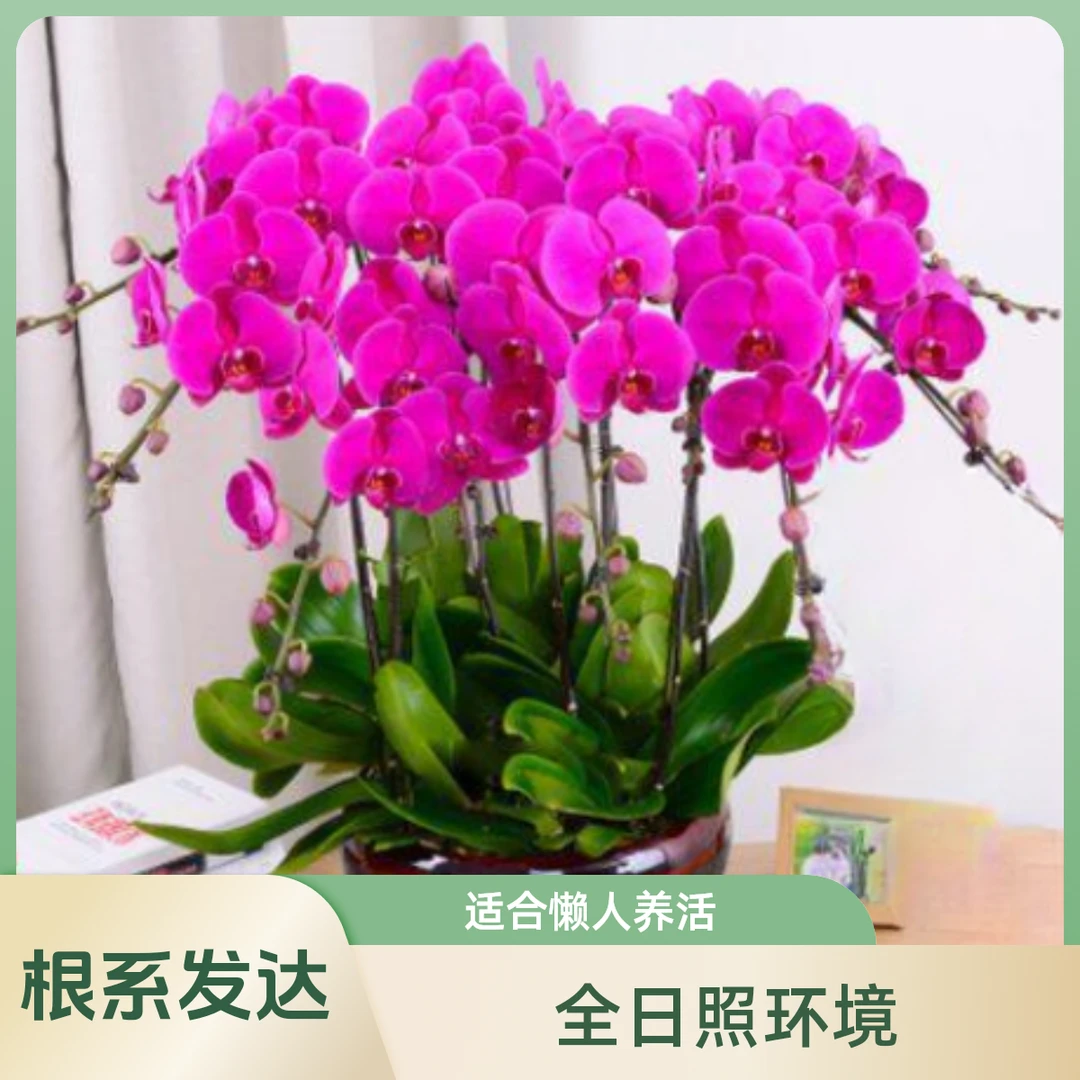 蝴蝶兰花苗带花剑带花苞盆栽兰花客厅室内植物花卉四季好养活盆景