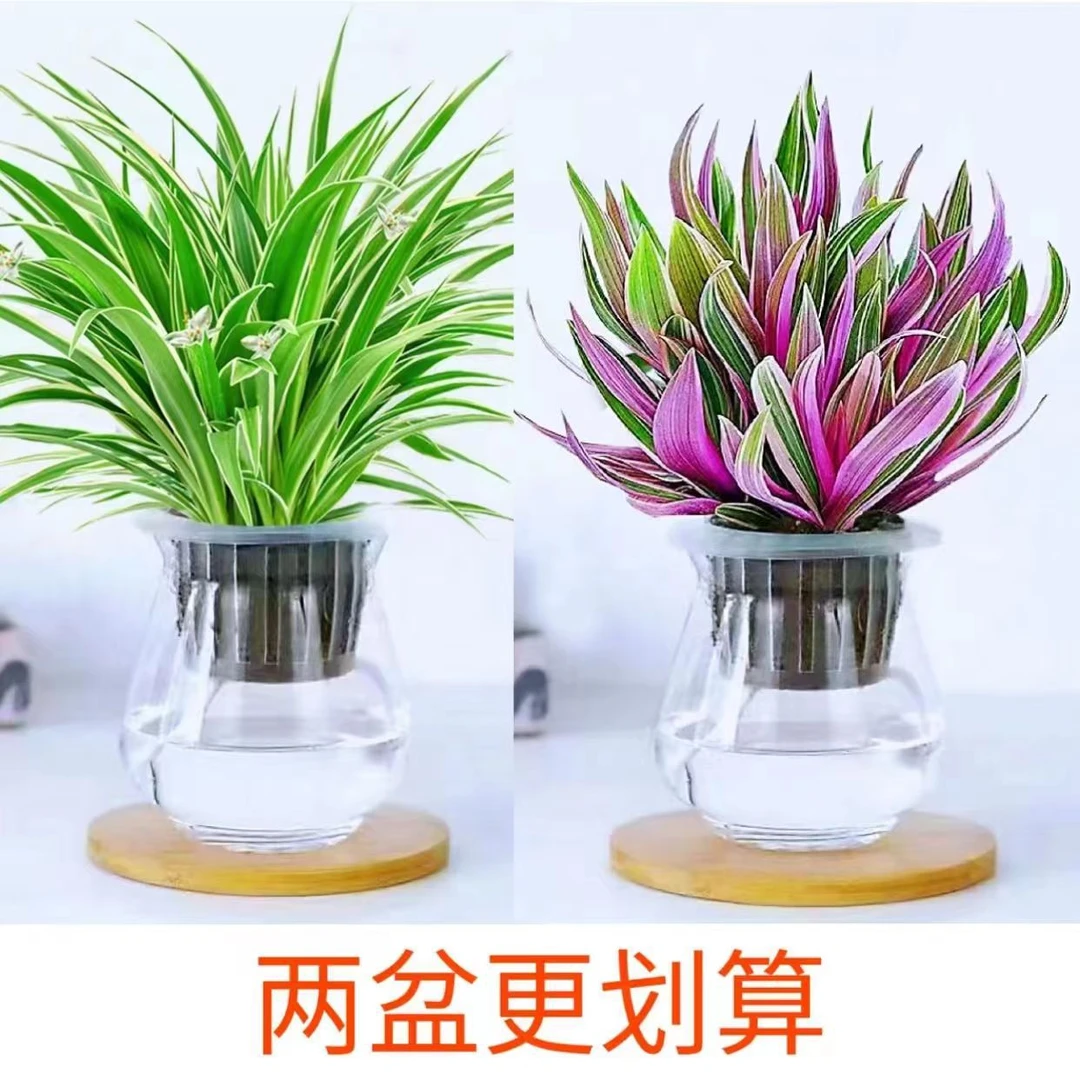 网红金边吊兰水培盆栽室内植物美化空气吸某醛四季常青客厅绿盆景